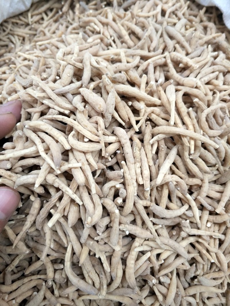 太子参贵州150粒选各种规格
