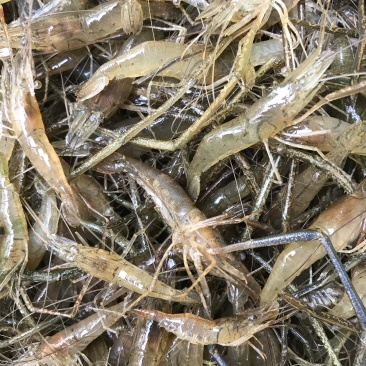 活虾饮用水河虾一手货源