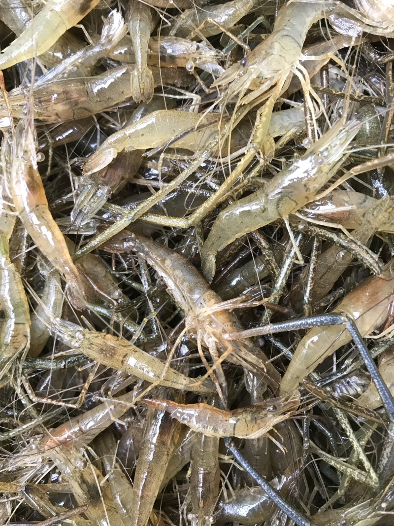 活虾饮用水河虾一手货源