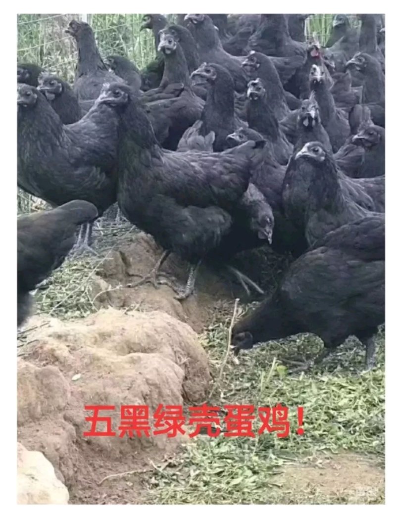 鸡活体苗五黑鸡三黄鸡麻鸡肉鸡蛋鸡小鸡幼苗九斤红公土鸡家养
