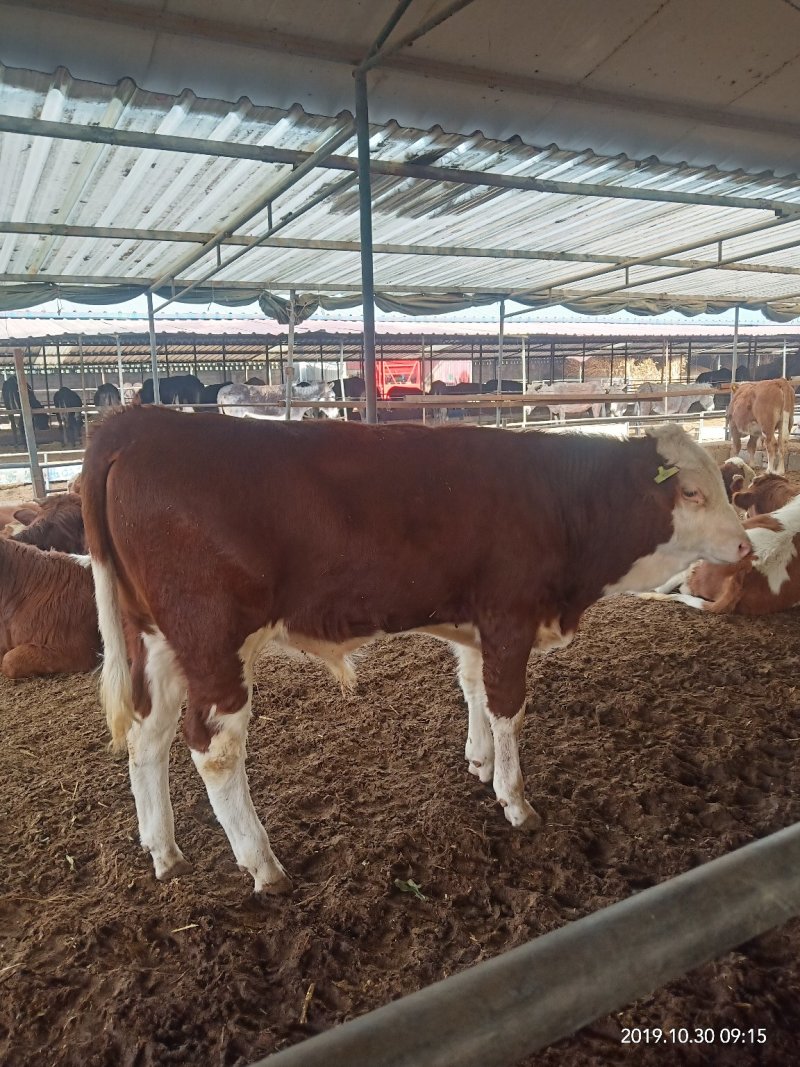 鲁西黄牛犊小牛犊肉牛养殖利包成活免费运输