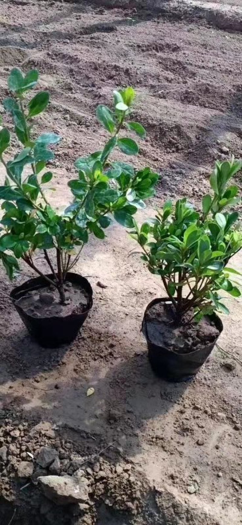 杜鹃！石岩杜鹃！绿化苗木绿化工程专用苗木