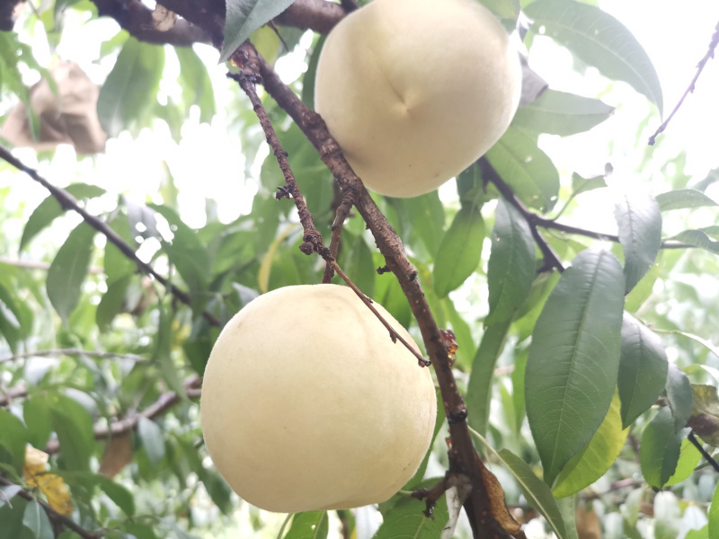 香蜜桃