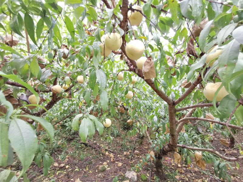 香蜜桃