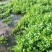 水芹菜上市中