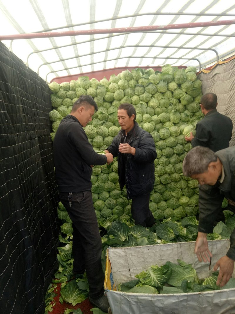 大棚甘蓝大量上市1斤半到2斤左右，保质保量
