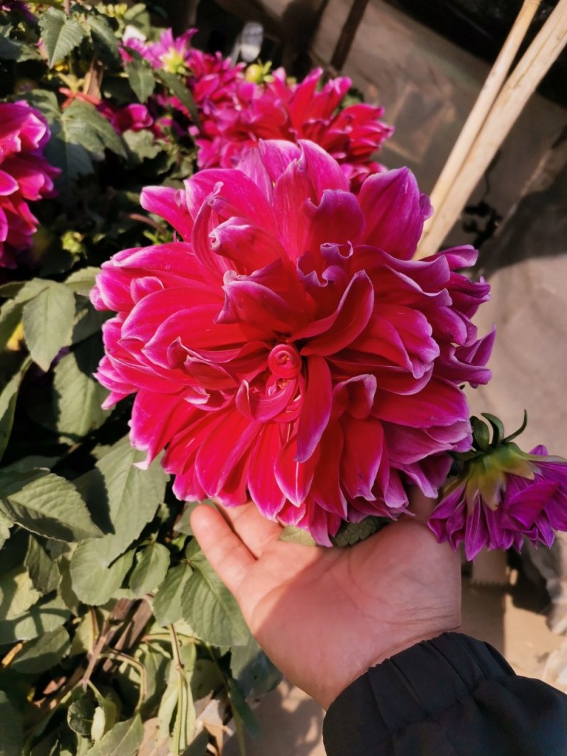 大丽花优质盆栽大丽花花苞多自家基地多年生大丽花