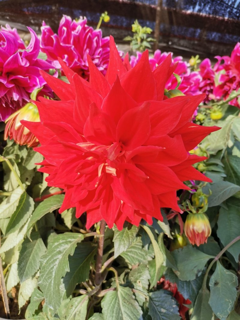 大丽花优质盆栽大丽花花苞多自家基地多年生大丽花