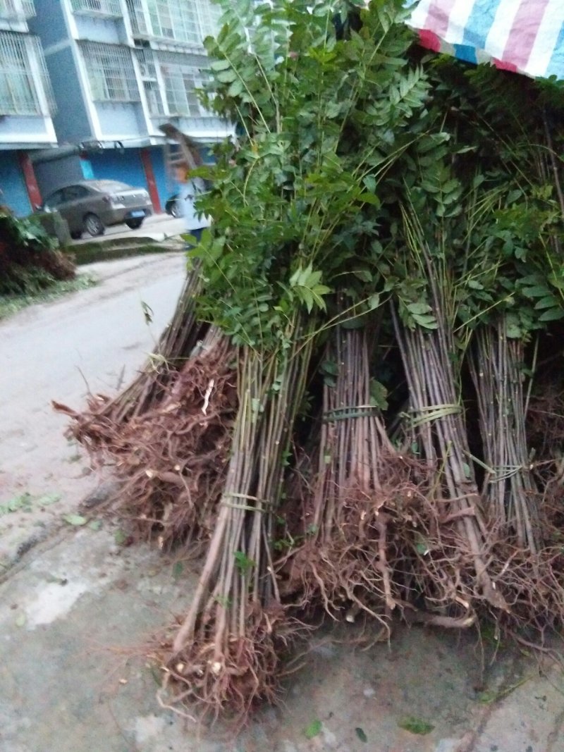 香椿苗
