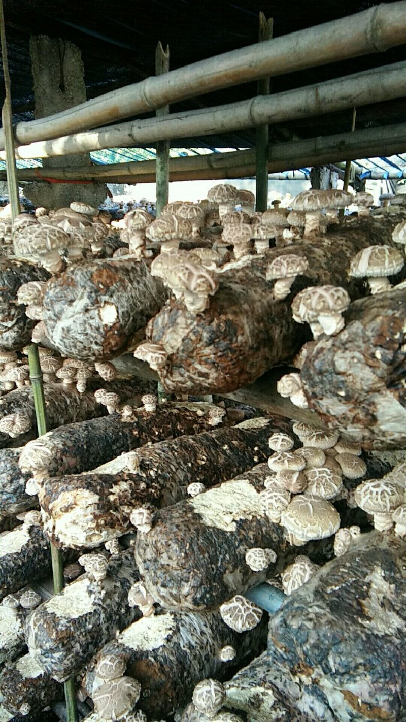 河南内乡春栽天然鲜菇现货大量供应，品质保证