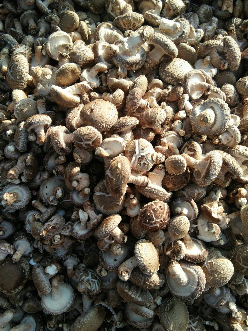 河南内乡春栽天然鲜菇现货大量供应，品质保证