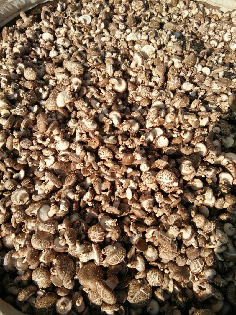 河南内乡春栽天然鲜菇现货大量供应，品质保证