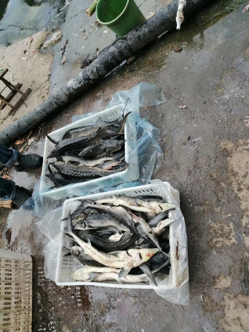 鲟鱼冻品各种规格都有，价格低，质量优，全国发货