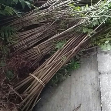 四川达州红香椿苗