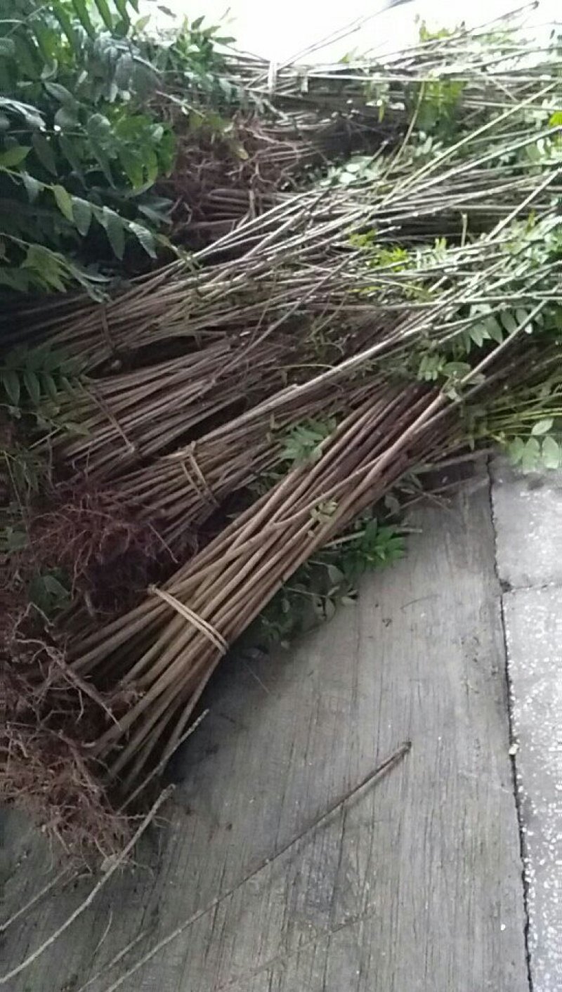 四川达州红香椿苗