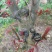 四川达州红香椿苗