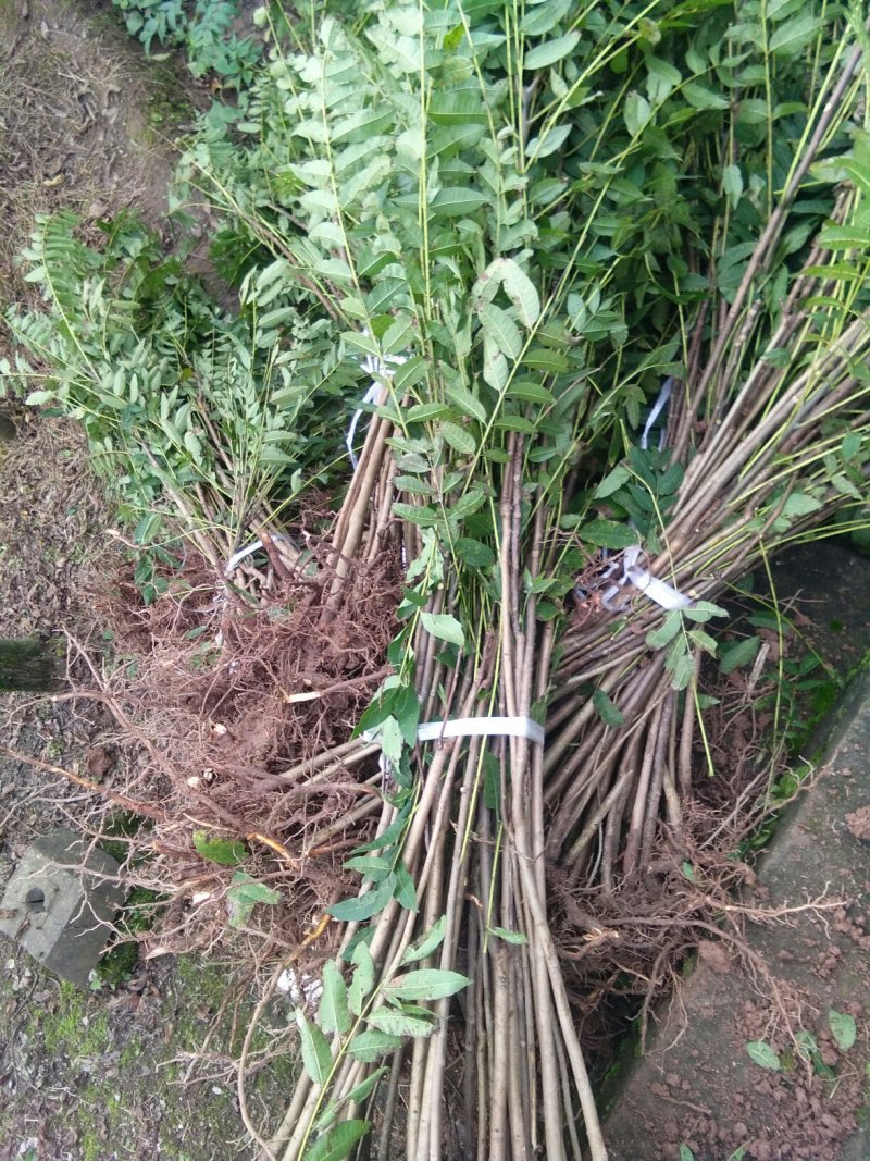 四川达州红香椿苗