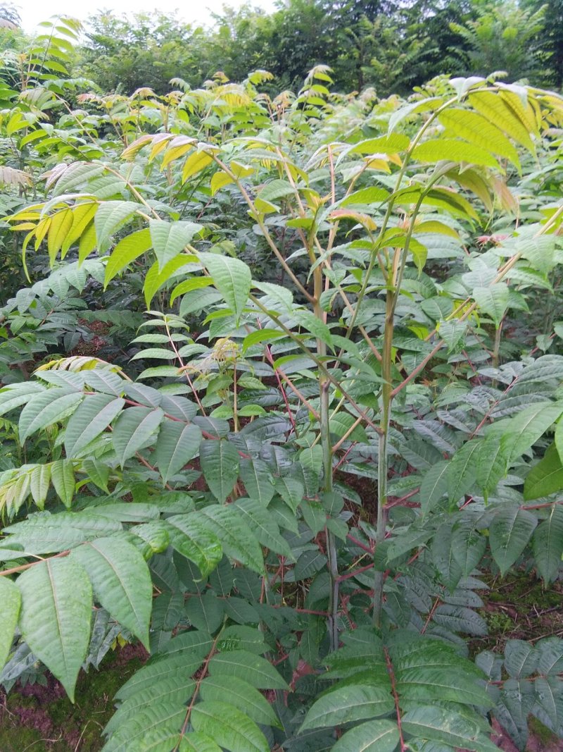 四川达州红香椿苗