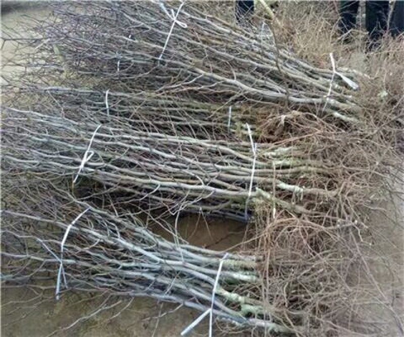 优质嫁接枣树苗沾化冬枣苗包成活包品种死苗补发