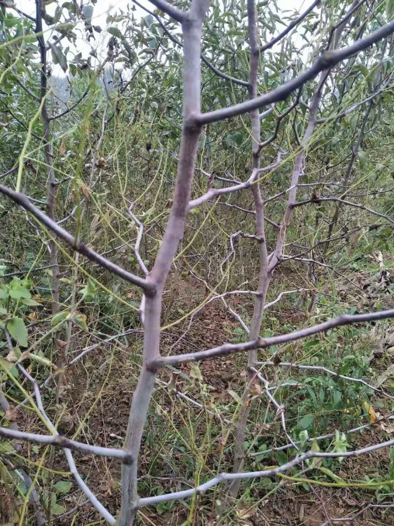 优质嫁接枣树苗沾化冬枣苗包成活包品种死苗补发