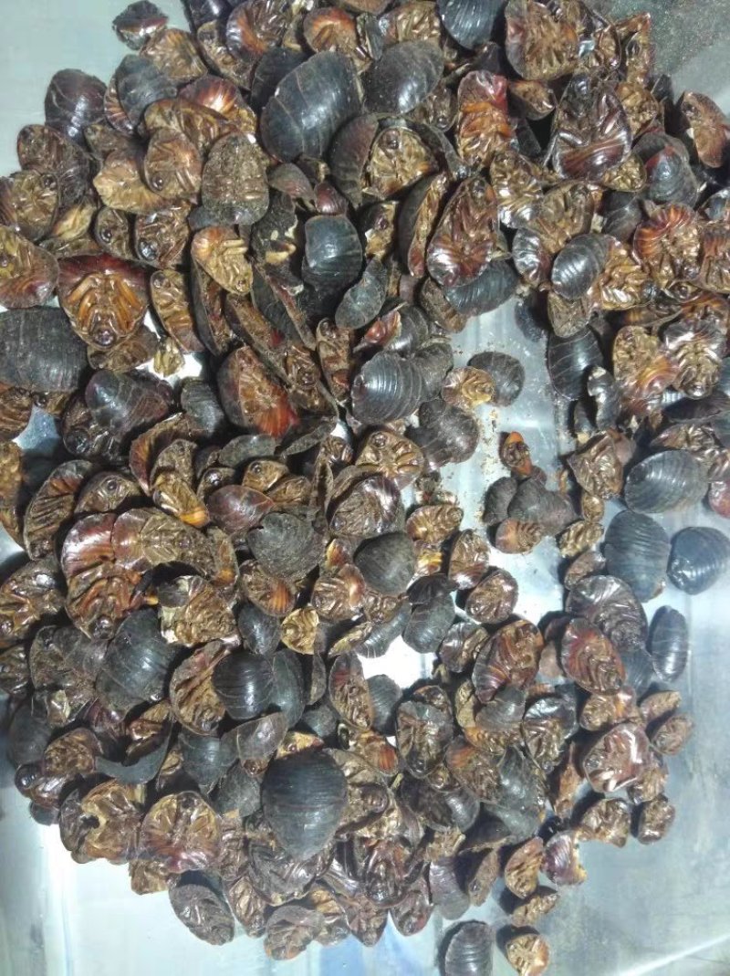 中药材大土元虫土鳖虫包邮价中药材农副产品