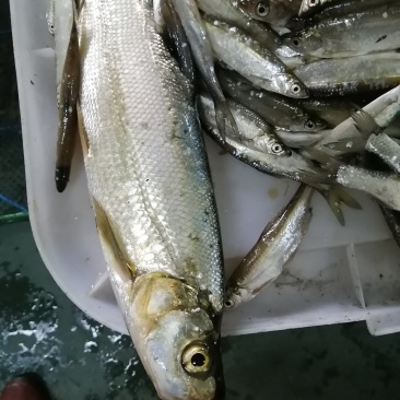 翘嘴鱼，