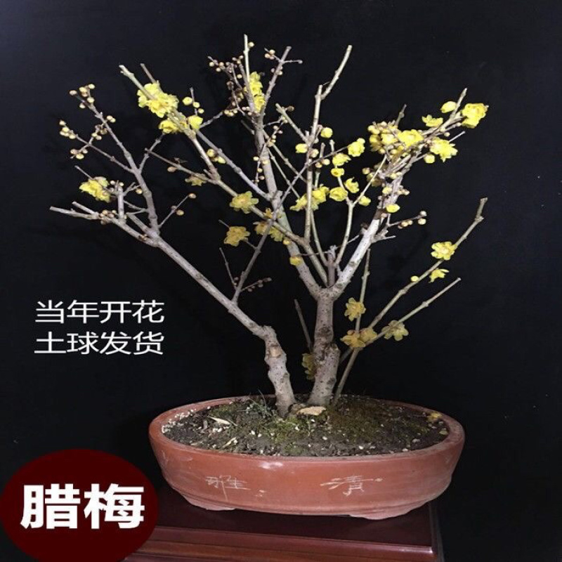 红梅绿梅庭院盆栽红梅盆景