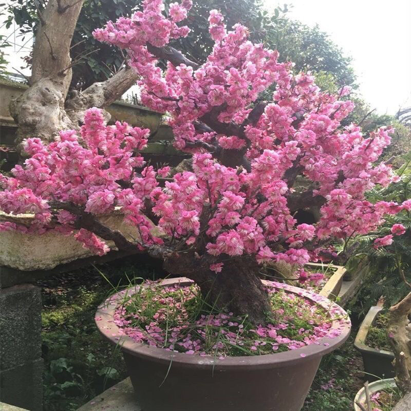 红梅绿梅庭院盆栽红梅盆景