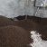 福鼎白茶茶叶茶籽茶果种植种子百分百发芽