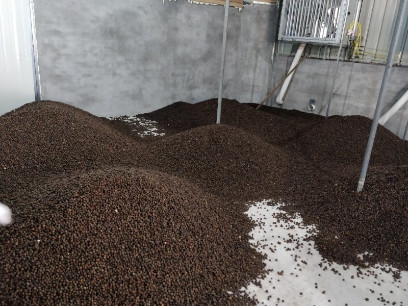 福鼎白茶茶叶茶籽茶果种植种子百分百发芽