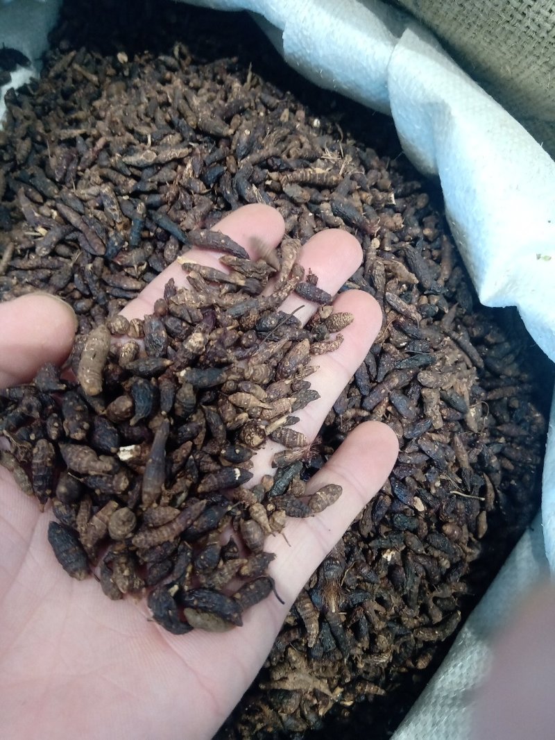 香附1公斤起批不包邮量大电议欢迎咨询各种中药材