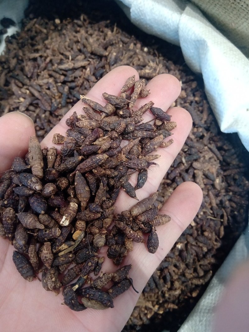 香附1公斤起批不包邮量大电议欢迎咨询各种中药材