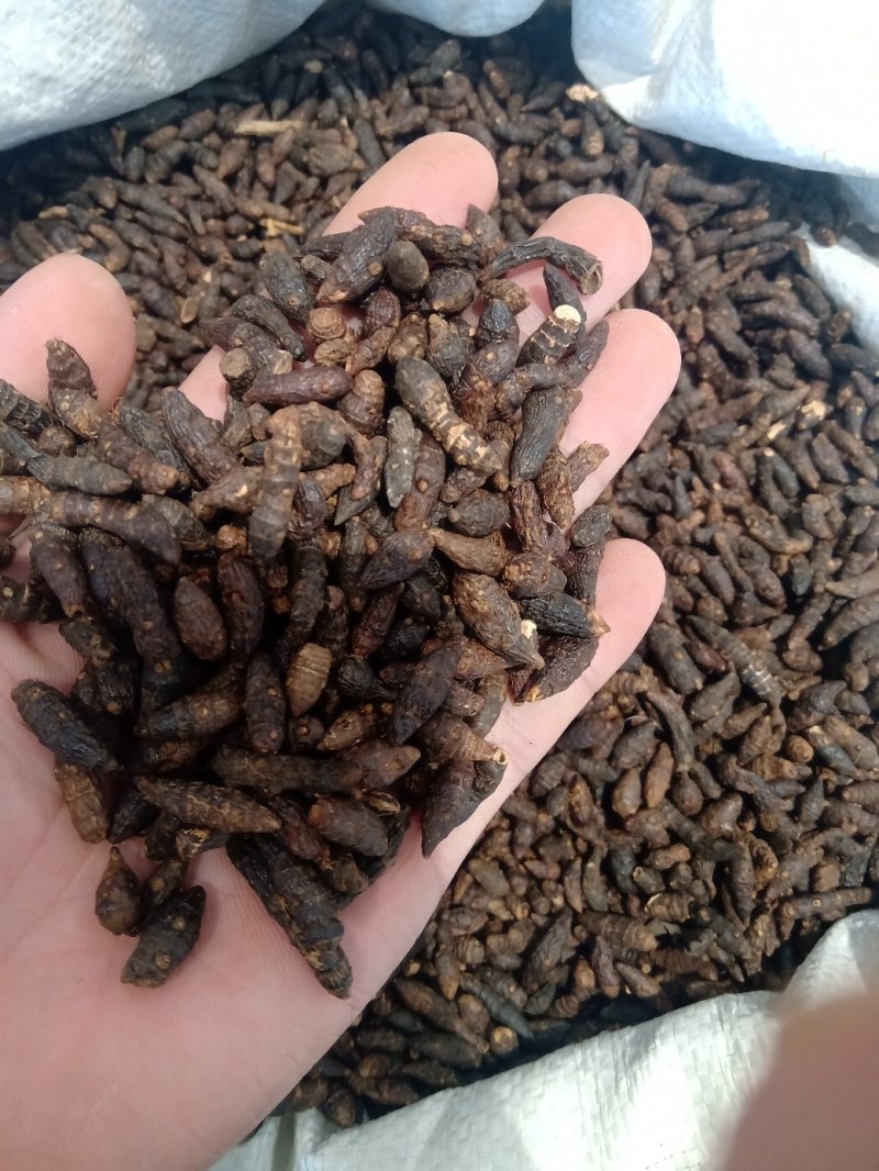 香附1公斤起批不包邮量大电议欢迎咨询各种中药材