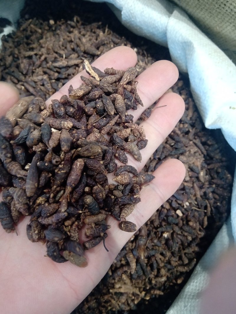 香附1公斤起批不包邮量大电议欢迎咨询各种中药材