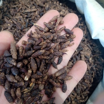 香附1公斤起批不包邮量大电议欢迎咨询各种中药材
