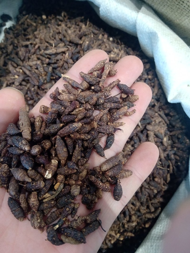 香附1公斤起批不包邮量大电议欢迎咨询各种中药材