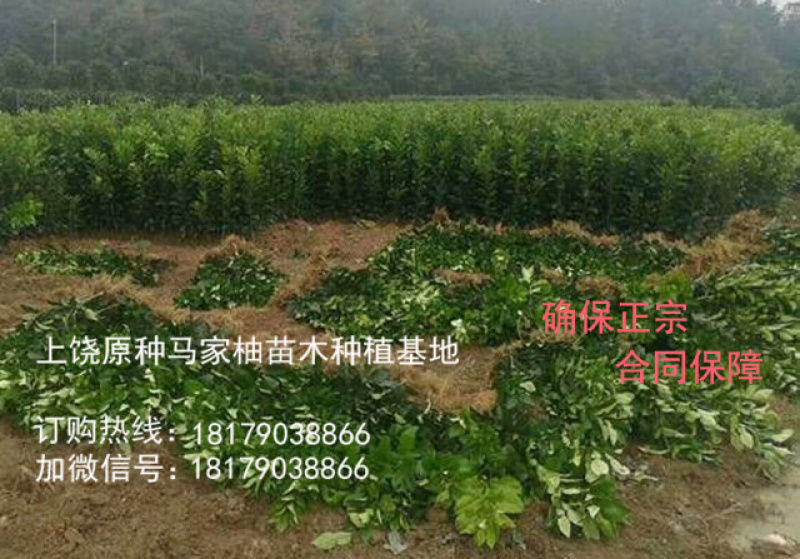 上饶市大南镇特产原种马家柚树苗红心柚子苗蜜柚苗基地直供