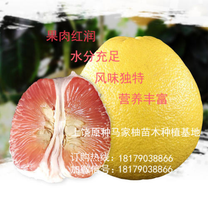 上饶市大南镇特产原种马家柚树苗红心柚子苗蜜柚苗基地直供