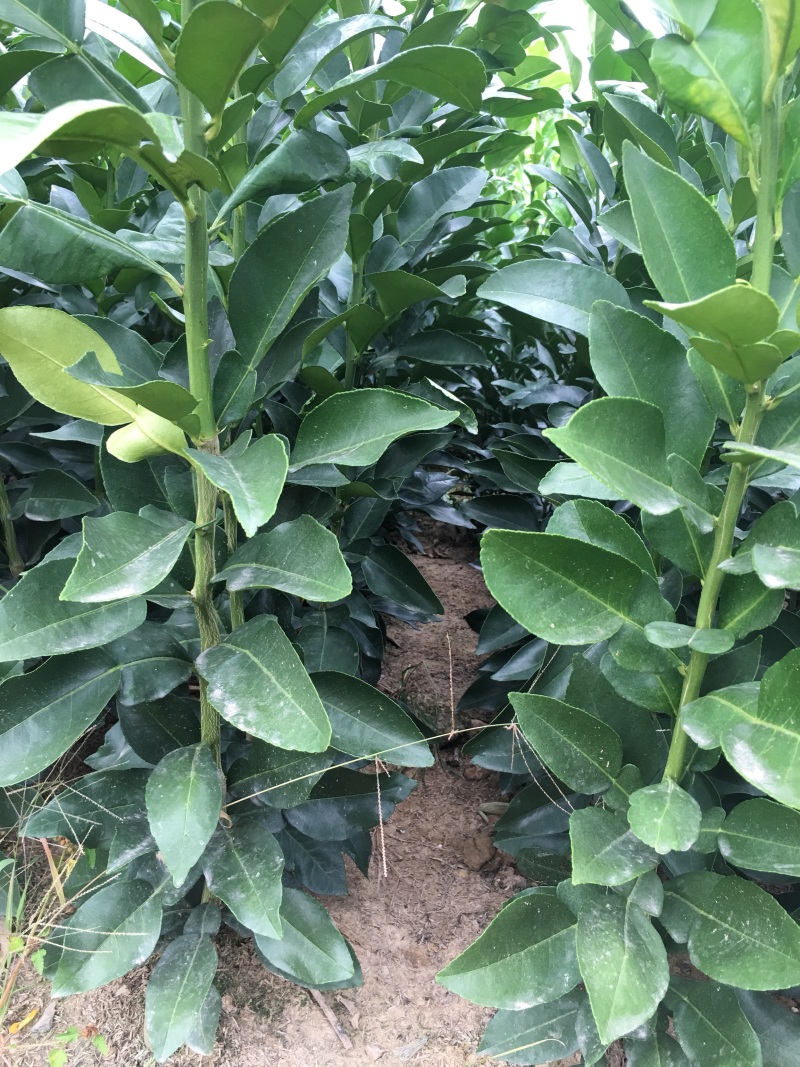 上饶市大南镇特产原种马家柚树苗红心柚子苗蜜柚苗基地直供