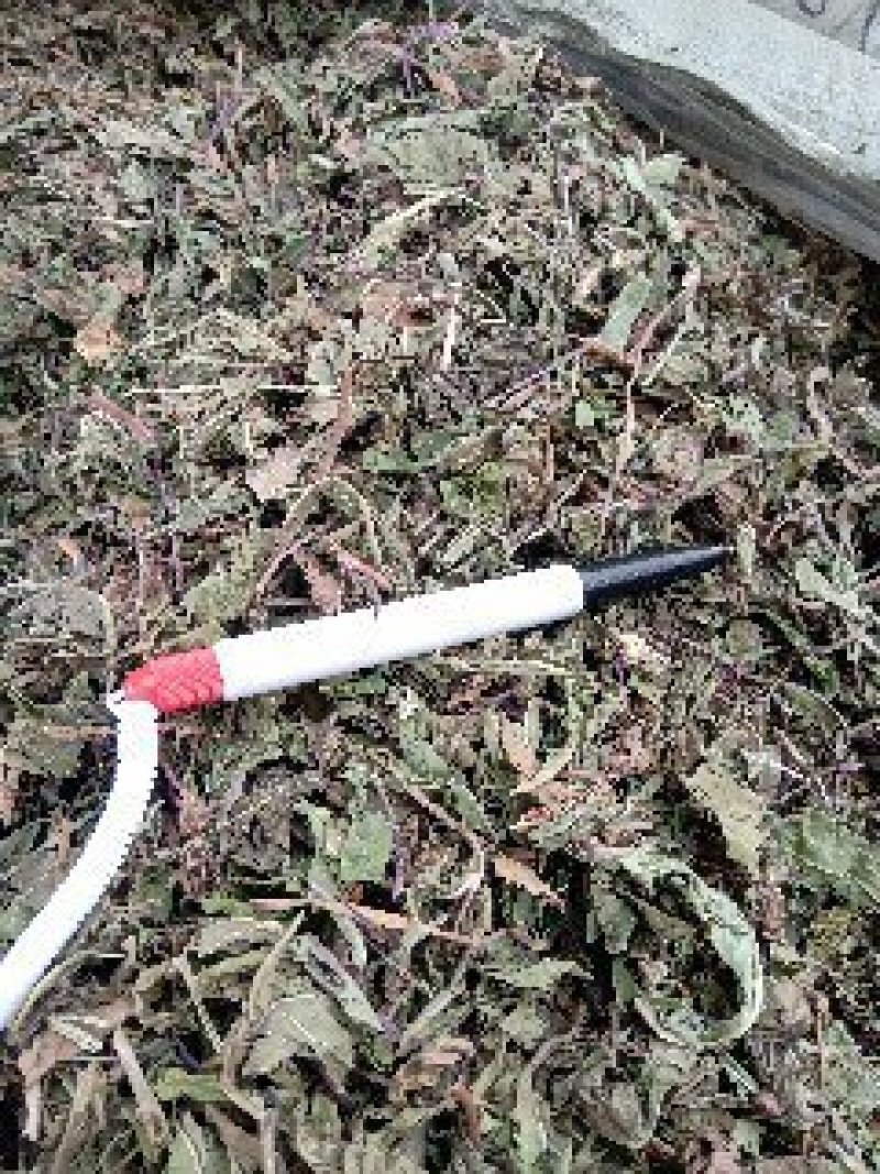 公英1公斤起批不包邮量大电议欢迎咨询各种中药材