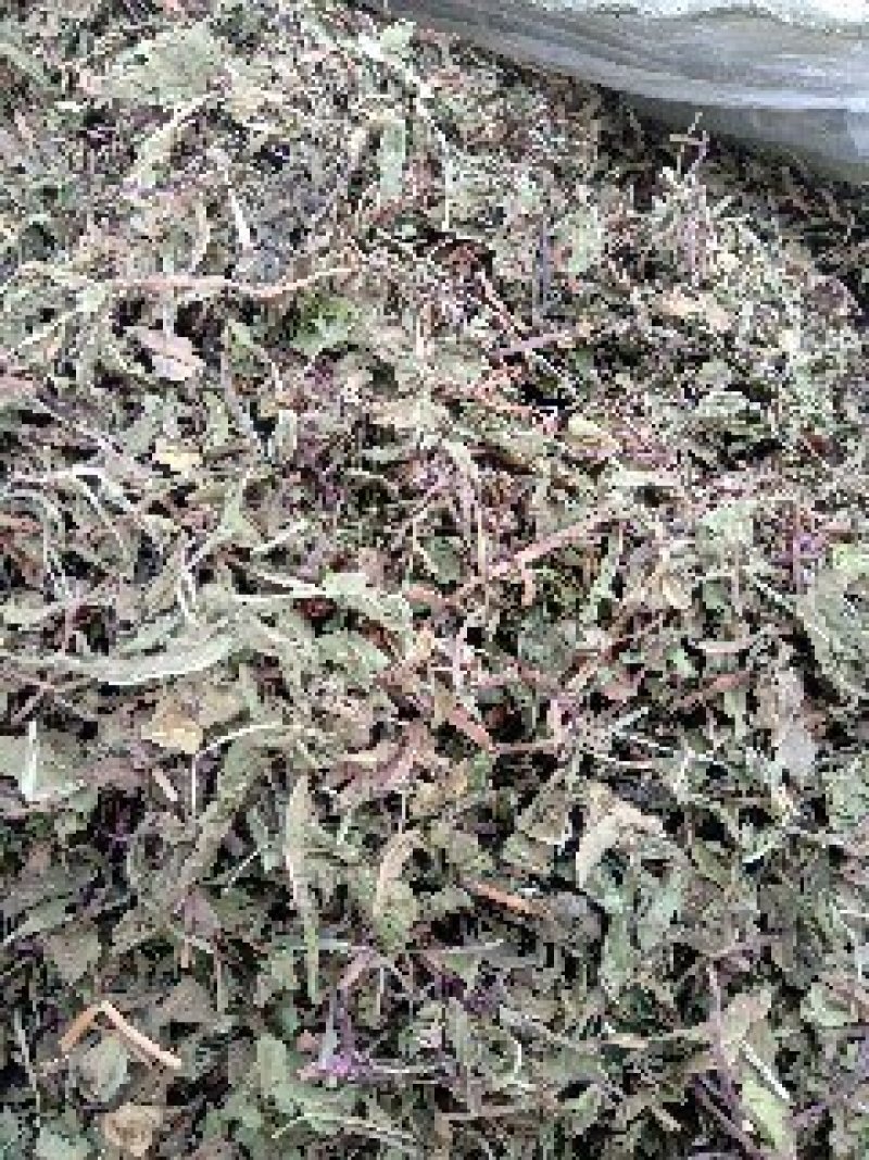 公英1公斤起批不包邮量大电议欢迎咨询各种中药材