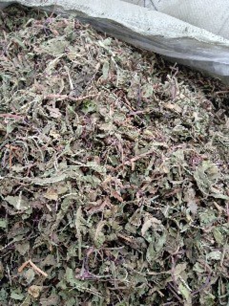 公英1公斤起批不包邮量大电议欢迎咨询各种中药材