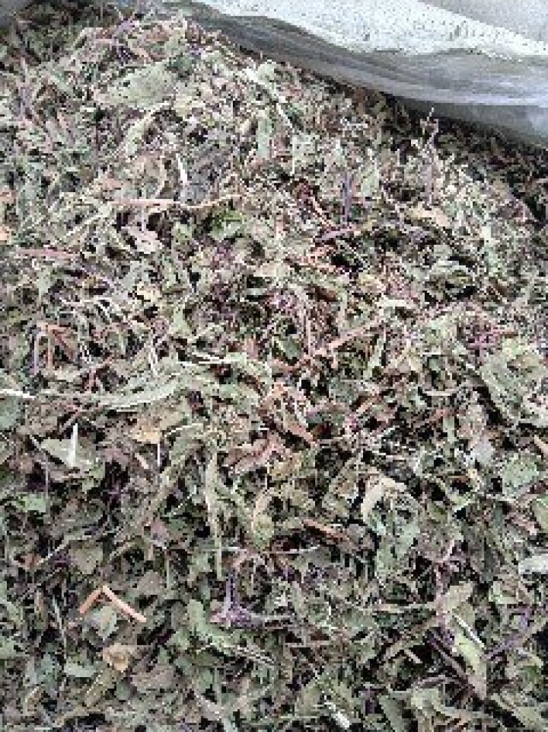 公英1公斤起批不包邮量大电议欢迎咨询各种中药材