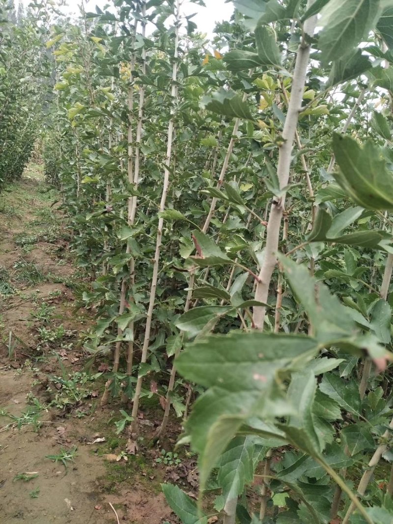 黄山楂，甜红子，美国巨型山楂，大金星