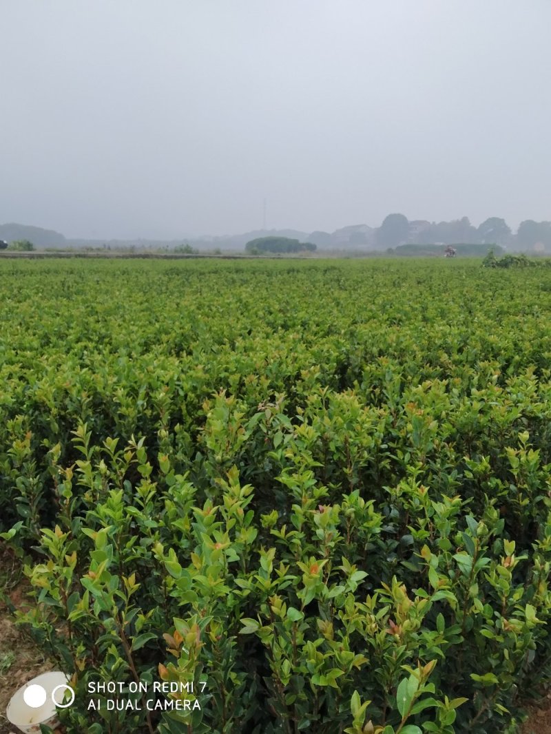 湘林嫁接油茶苗二年油茶苗
