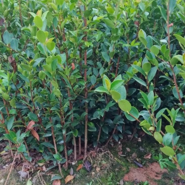 湘林嫁接油茶苗二年油茶苗