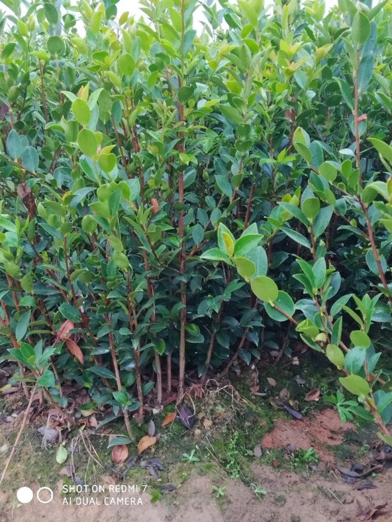 湘林嫁接油茶苗二年油茶苗