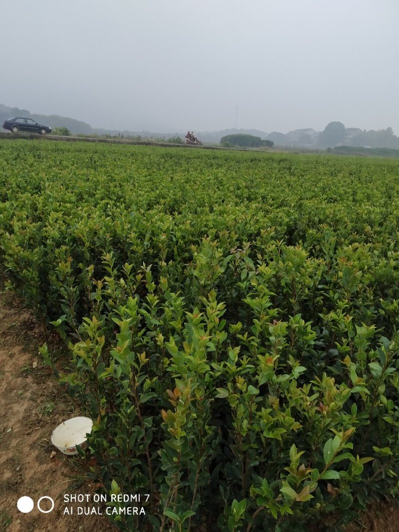 湘林嫁接油茶苗二年油茶苗