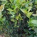 湘林嫁接油茶苗二年油茶苗