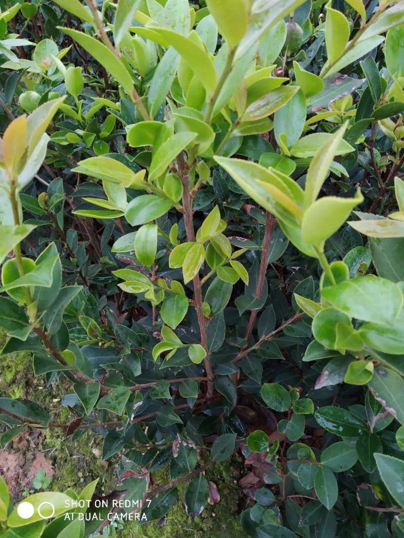 湘林嫁接油茶苗二年油茶苗